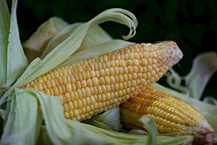 玉米