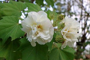 白色木芙蓉花