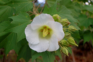 白色木芙蓉花