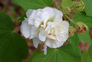 白色木芙蓉花 