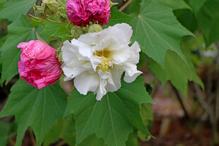 白色木芙蓉花 
