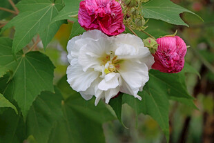 白色木芙蓉花 