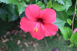 扶桑花