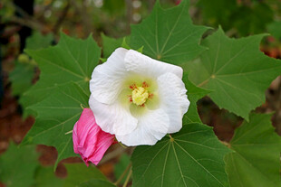 白色木芙蓉花 