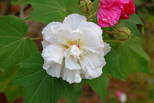 白色木芙蓉花 