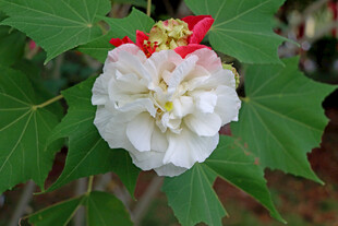 白色木芙蓉花