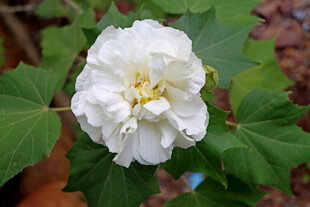 白色木芙蓉花