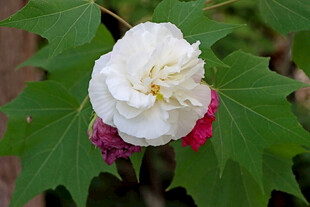 白色木芙蓉花