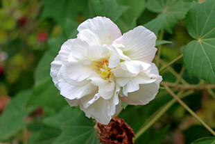白色木芙蓉花