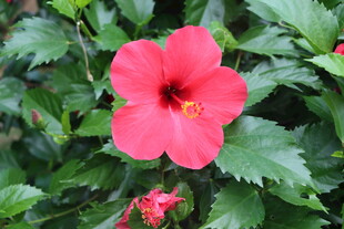 扶桑花