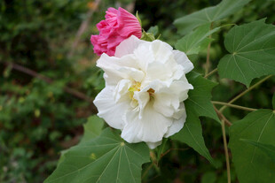 白色木芙蓉花