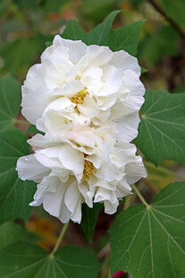白色木芙蓉花