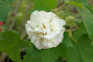白色木芙蓉花
