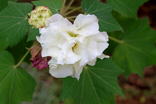 白色木芙蓉花