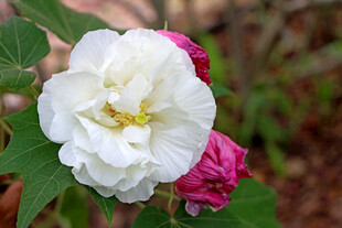 木芙蓉