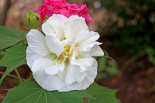 白色木芙蓉花