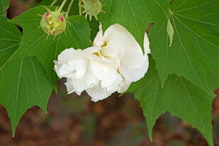 白色木芙蓉花