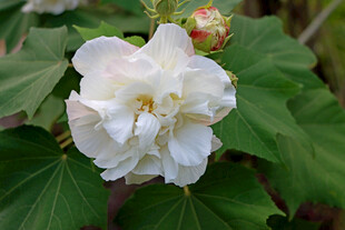 白色木芙蓉花