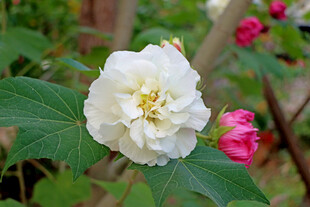 白色木芙蓉花