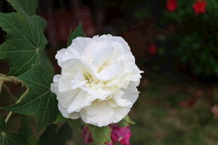 木芙蓉