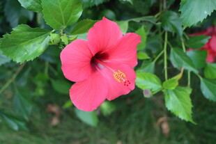 扶桑花