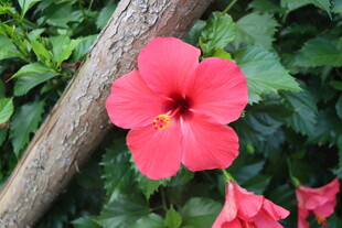 扶桑花