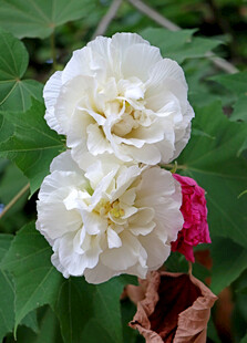 白色木芙蓉花