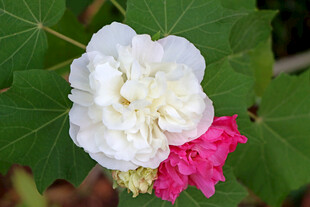 白色木芙蓉花
