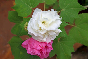 木芙蓉