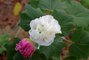 白色木芙蓉花