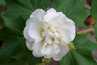 白色木芙蓉花