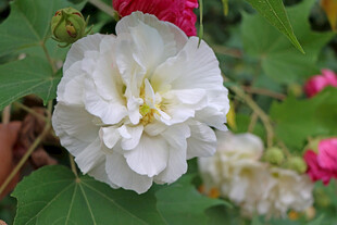 白色木芙蓉花