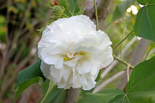 白色木芙蓉花