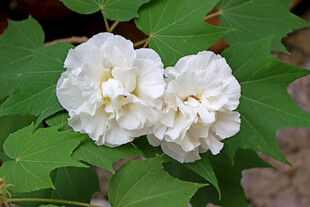 白色木芙蓉花