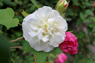 白色木芙蓉花