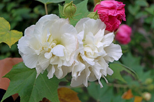 白色木芙蓉花