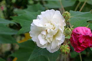 白色木芙蓉花