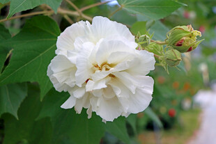 白色木芙蓉花
