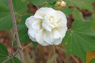 白色木芙蓉花