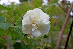 白色木芙蓉花