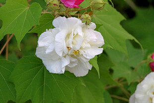 白色木芙蓉花