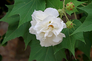 白色木芙蓉花