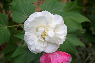 白色木芙蓉花