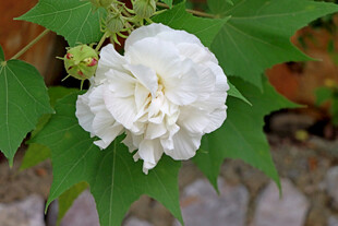 白色木芙蓉花
