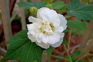 白色木芙蓉花