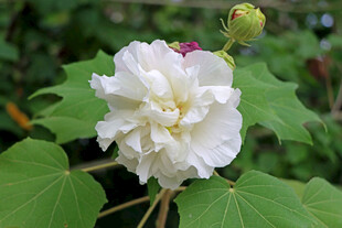 白色木芙蓉花