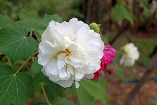 白色木芙蓉花