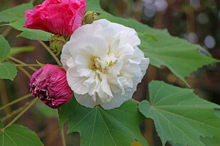 白色木芙蓉花