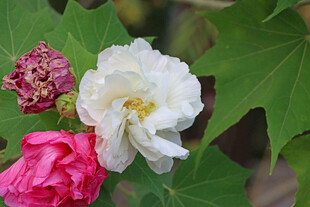 白色木芙蓉花