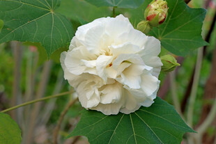 白色木芙蓉花